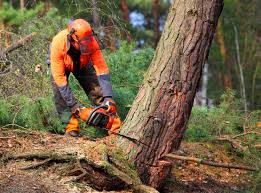 Best Tree Disease Treatment  in Vienna, GA