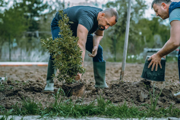 Vienna, GA Tree Services Company