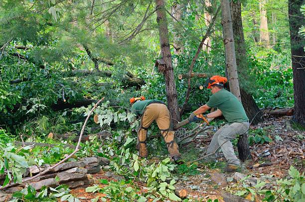 Best Stump Grinding and Removal  in Vienna, GA