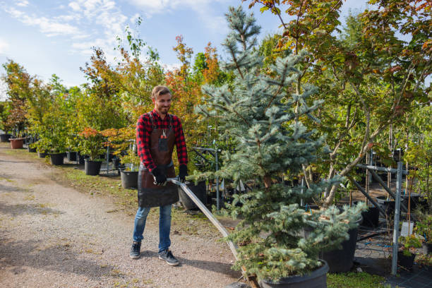 How Our Tree Care Process Works  in  Vienna, GA